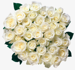 白玫瑰鲜花花束素材