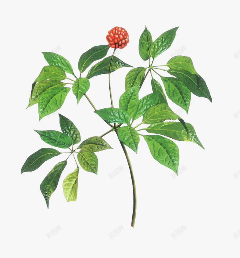 三七中医药材png免抠素材_88icon https://88icon.com 中医治疗 中草药 中药 标本实物 植物 治病 活血化瘀药