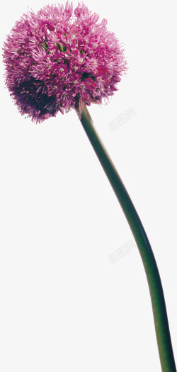 紫色单支圆形花朵素材
