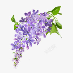 丁香手绘立体紫丁香花卉装饰高清图片