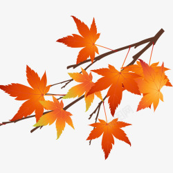 秋风秋天的枫叶高清图片
