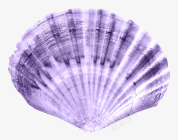 紫色扇贝贝壳素材