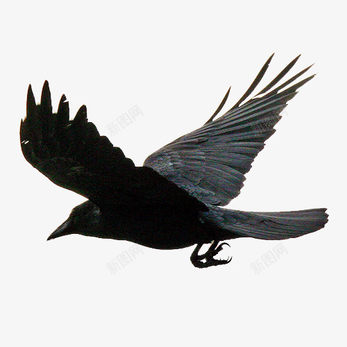 飞翔的乌鸦png免抠素材_88icon https://88icon.com 乌鸦 乌鸦图案 乌鸦飞过 动物 翱翔 起飞 飞翔 鸟儿