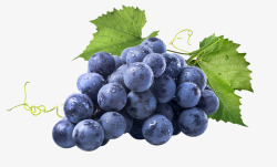 新鲜紫色成熟葡萄素材