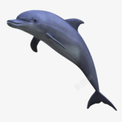 海洋馆里飞跃的海豚素材