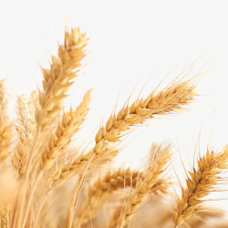 小麦麦穗高清图片
