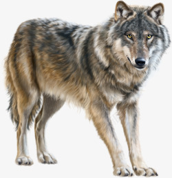 灰狼凶恶的大灰狼高清图片
