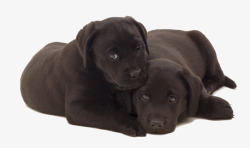 两只黑色拉布拉多犬素材