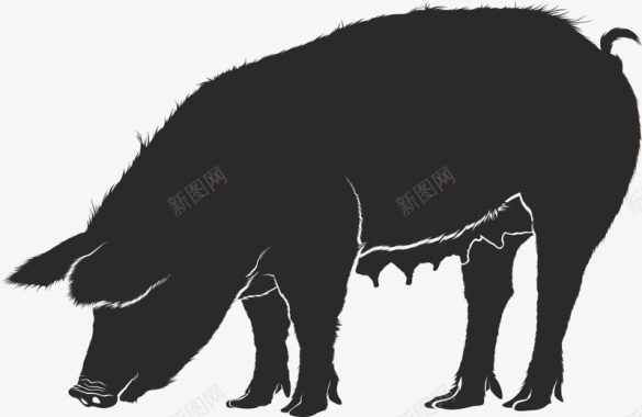 福猪低头吃食的猪图标图标