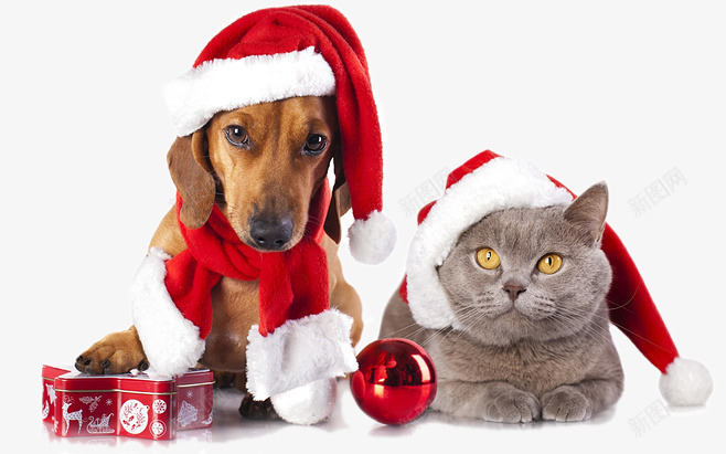 圣诞节宠物png免抠素材_88icon https://88icon.com 圣诞帽 宠物元素 小狗 猫咪 红色彩球