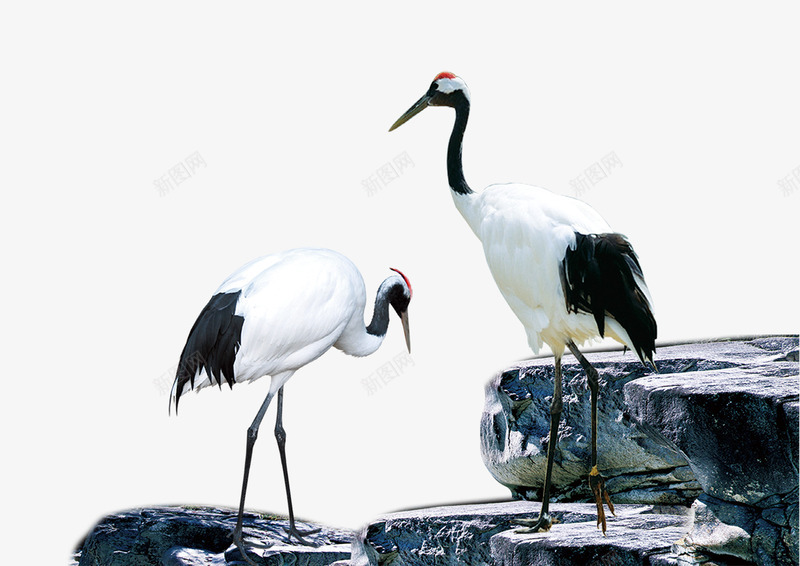 两只丹顶鹤png免抠素材_88icon https://88icon.com 丹顶鹤 国画 石头 红顶鹤 飞禽