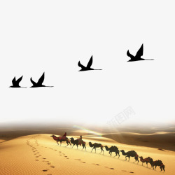 沙漠骆驼真实场景素材