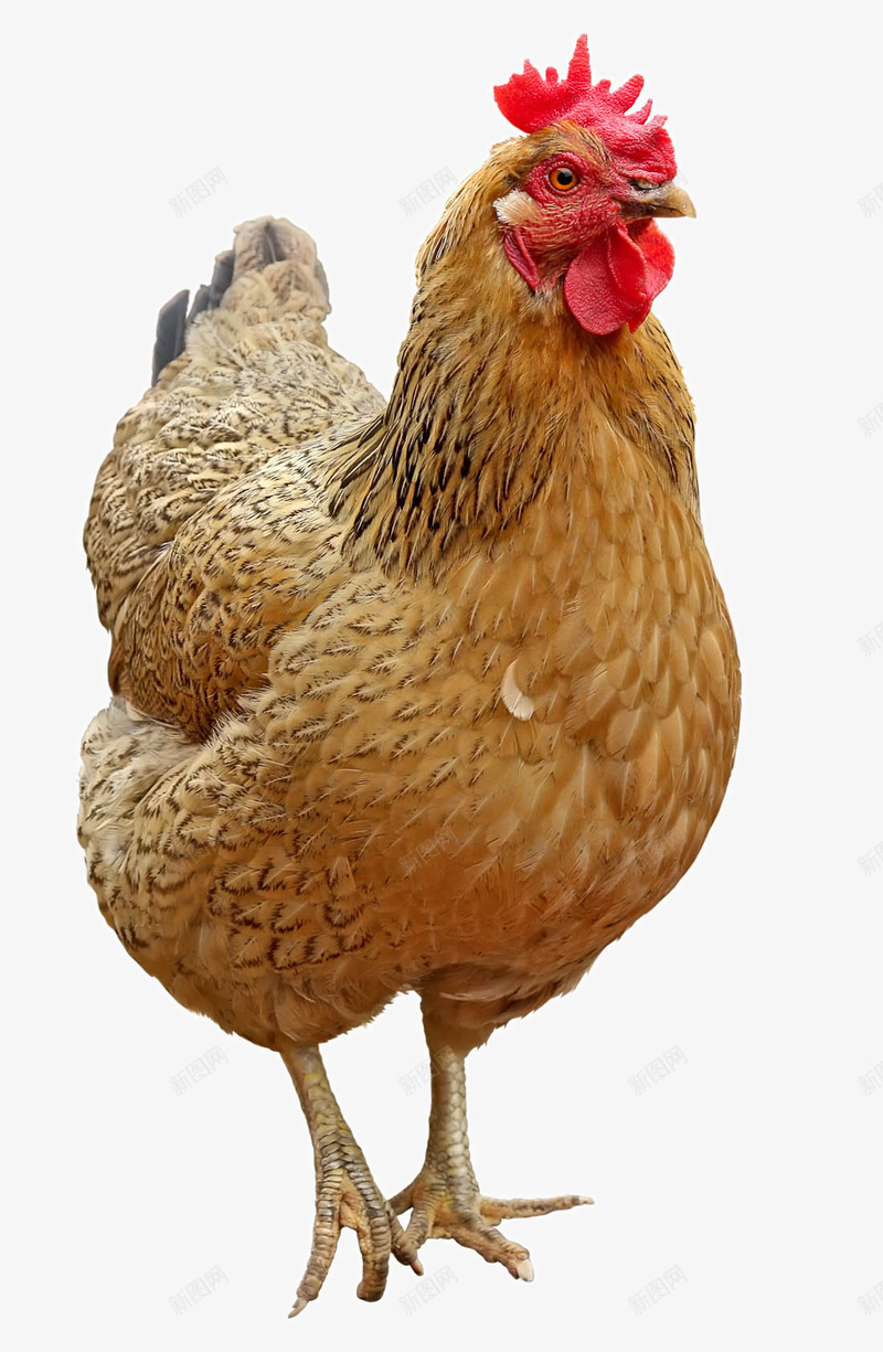 可爱的母鸡png免抠素材_88icon https://88icon.com 一只母鸡 土鸡 动物 可爱 小鸡动物 母鸡 小鸡 黄花母鸡  母鸡种类 蛋鸡