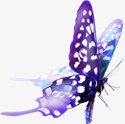 墨绿色自然动物紫色唯美蝴蝶高清图片