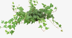 树藤植物绿色树藤高清图片