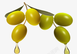 油橄榄过年油橄榄礼物高清图片