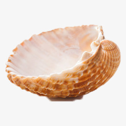 珍珠贝色彩斑斓的贝壳实物高清图片