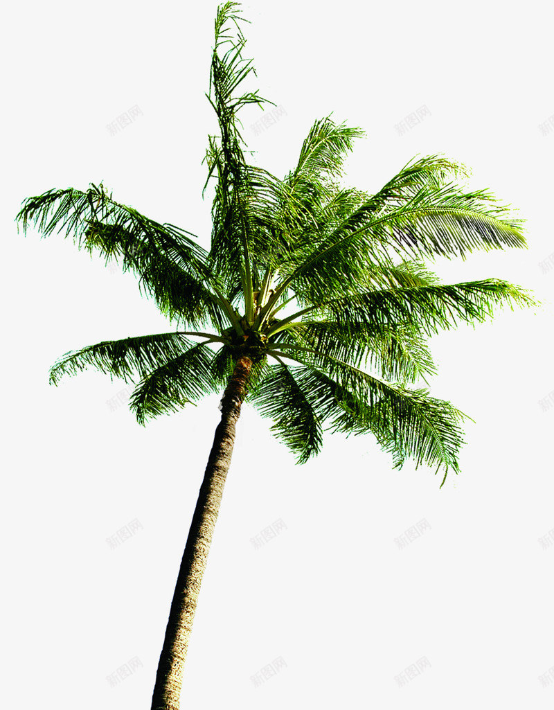夏日海报卡通沙滩椰子树png免抠素材_88icon https://88icon.com 卡通 夏日 椰子树 沙滩 海报 设计