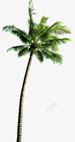 夏日海报卡通沙滩椰子树素材