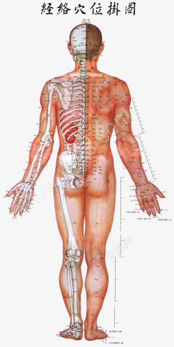 人体经络疼痛人体经络穴位掛图高清图片