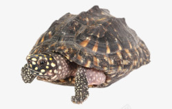 鳄鱼龟最古老的爬行动物鳄龟实物高清图片