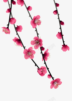 花卉树枝粉色梅花花枝高清图片