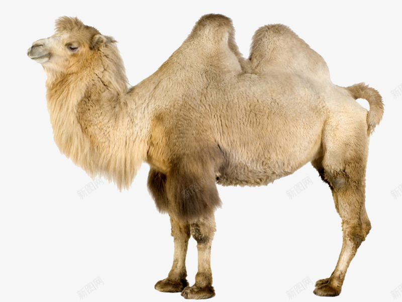 骆驼png免抠素材_88icon https://88icon.com 动物 双峰驼 沙漠动物 米棕色 骆驼科生物