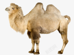 双峰驼骆驼高清图片