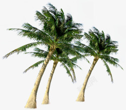 夏季大海椰林装饰素材