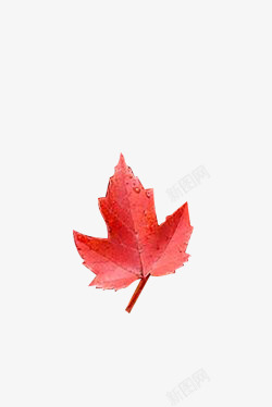 秋天叶子红色枫叶红了素材