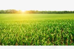 绿色耕田树林前的玉米地高清图片