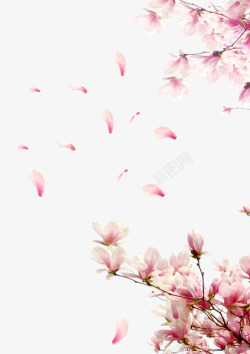 桃花心形飘落桃花花瓣节日鲜花高清图片