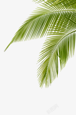 三亚度假美女椰子树叶高清图片