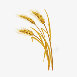 成熟的小麦素材