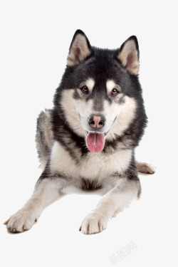 阿拉斯加雪橇犬伸舌头的大狼狗高清图片