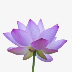 芙蕖紫色纯洁的完全盛开的水芙蓉实物高清图片