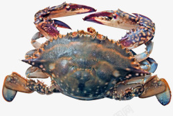 海鲜虾类活螃蟹高清图片