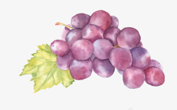 葡萄叶子水彩水果葡萄高清图片