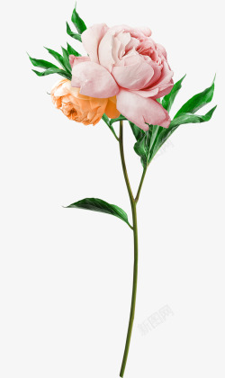 三角梅玫瑰牡丹高清图片