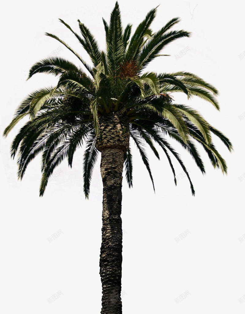 植物沙滩夏天椰子树植物png免抠素材_88icon https://88icon.com 夏天 植物 椰子树 沙滩