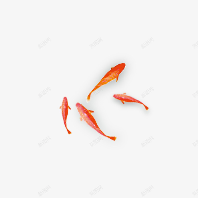 中国风金鱼1png免抠素材_88icon https://88icon.com 中国风 古风 观赏鱼 小鱼 金鱼 橘红色 水生 小动物