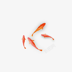 红色的金鱼中国风金鱼1高清图片