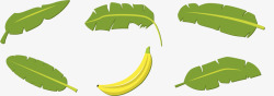 亚马逊雨林亚马逊香蕉叶高清图片