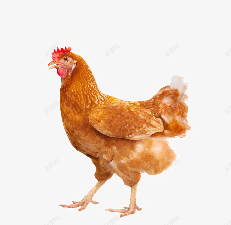 可爱的母鸡png免抠素材_88icon https://88icon.com 一只母鸡 乌鸡 动物世界 可爱小鸡动物 可爱的母鸡 小鸡 母鸡 母鸡和鸡蛋图片 母鸡种类 鸡蛋