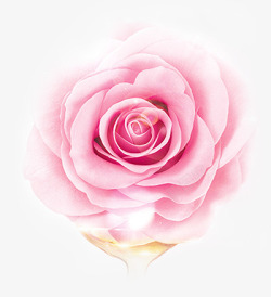 美丽花朵月季玫瑰精油素材