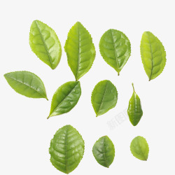 身体保养茶叶绿叶高清图片