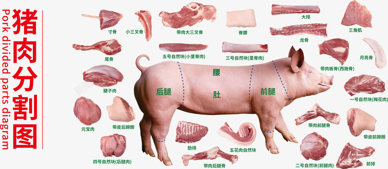 实物猪肉分割图psd免抠素材_88icon https://88icon.com 猪 猪头 猪肉 猪肉分割 猪肉分割图 猪肉分类