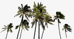 唯美沙滩椰子树告示牌素材
