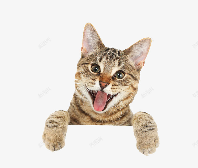 可爱有趣的小猫咪png免抠素材_88icon https://88icon.com 卖萌小猫 可爱 可爱小猫呆萌小猫 可爱小猫咪 呆萌小猫图片 实拍 宠物 宠物活体免抠 家宠 小猫 小猫咪 有趣 猫咪 萌宠