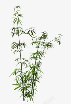 绿色植物竹子竹叶素材